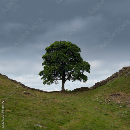 tree on a hill  Sycamore Gap