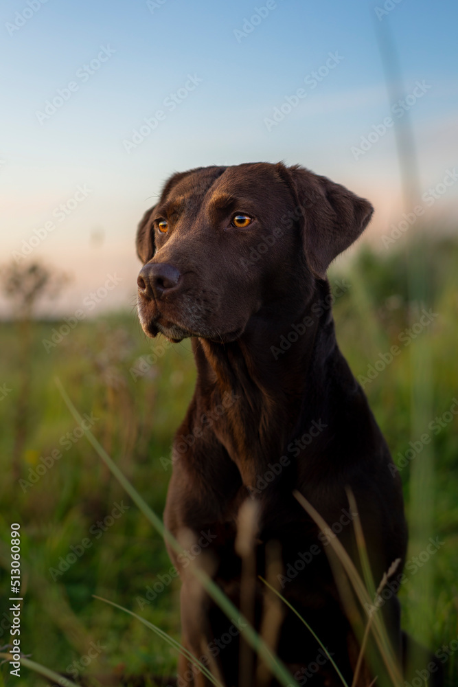 chocolate Labrador retriever