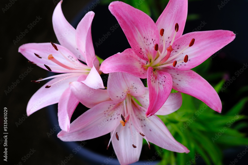 Naklejka premium Three pink lily flowers on a dark background.