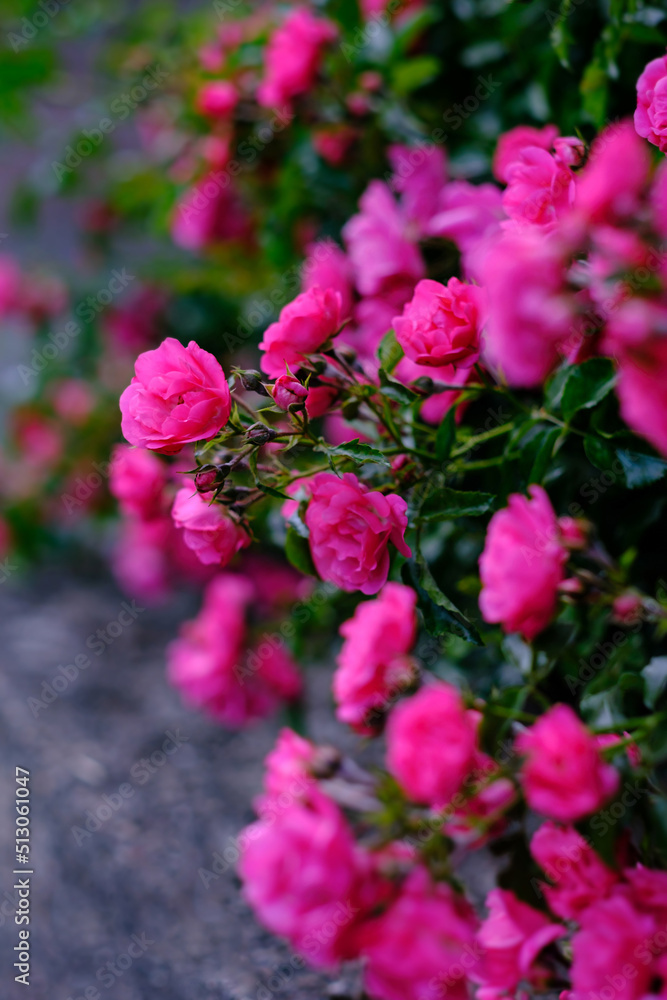 Blooming pomponella rose bush with rose buds Blooming pomponella rose bush with rose buds