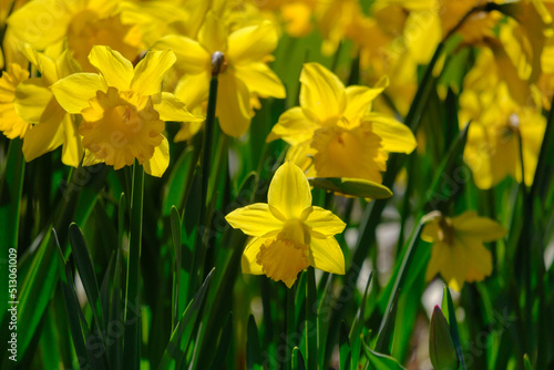 Blooming yellow daffodils - narcissus on the lawn, close-up