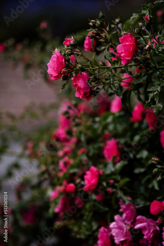 Blooming pomponella rose bush with rose buds © Elena Krivorotova