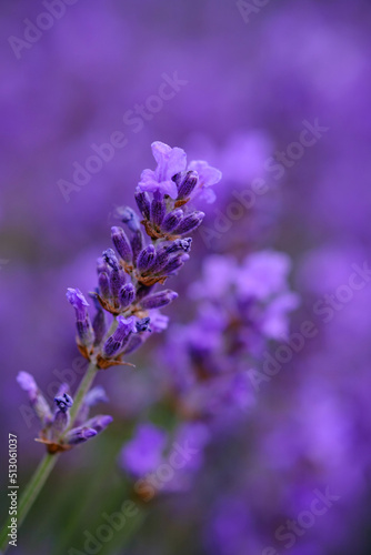 Lilac lavender flowers on a blurred background, close-up. Can be used as an abstract natural background. © Elena Krivorotova