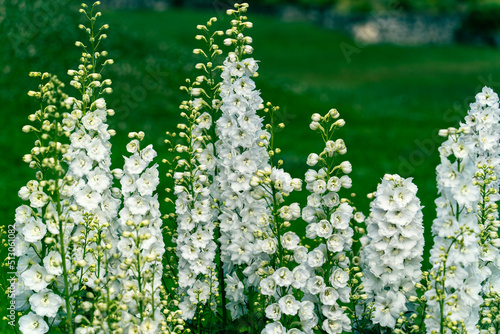 Fotografie Close-up of delphinium flowers against a green background, tall flowers 'Benari
