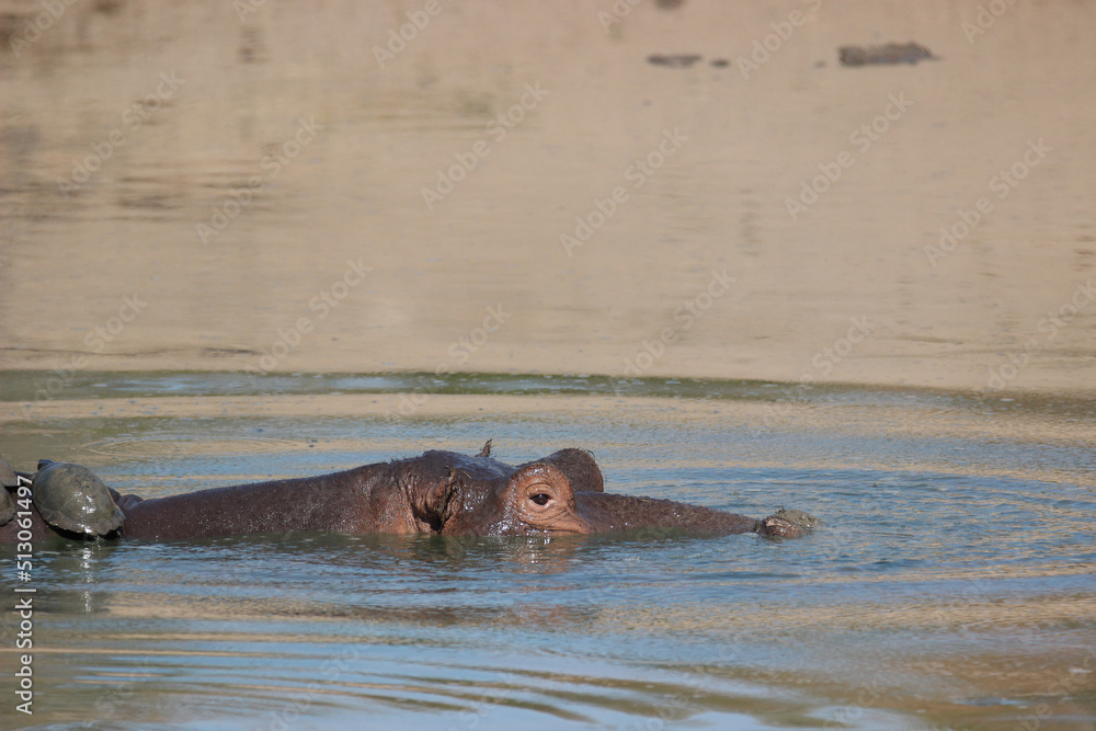 Hippopotamus with Serrated Hinged Terrapin on its back, Kruger National Park, South Africa Hippopotamus with Serrated Hinged Terrapin on its back, Kruger National Park, South Africa