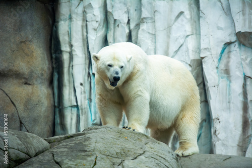 Eisbär © Andreas