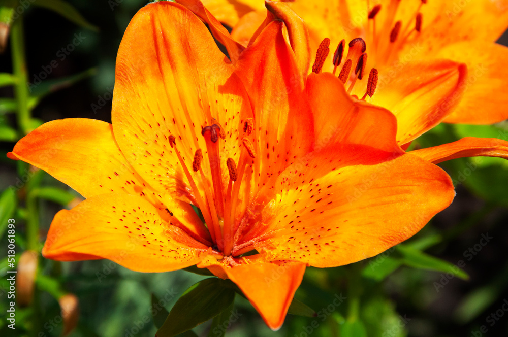 Close-up of orange lily. High quality photo Close-up of orange lily. High quality photo