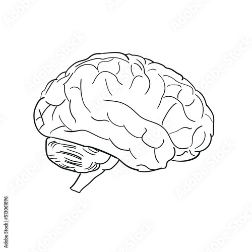 Human brain outline icon hand drawn isolated on white background. Flat design. Vector illustration.
