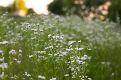 Fototapeta Naklejka Na Ścianę i Meble -  flowers in the grass