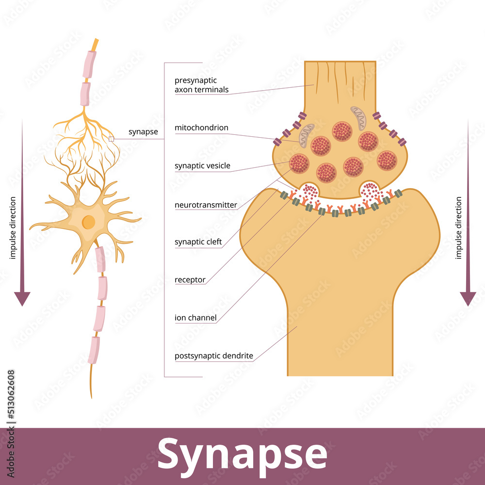 Synapse. Visualization of synapse structure while passing an electrical