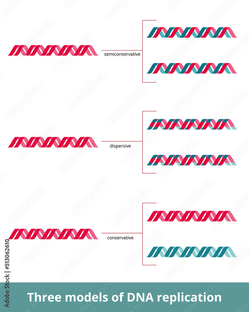 three models of dna replication