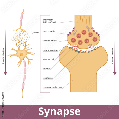 Synapse.	Visualization of synapse structure while passing an electrical or chemical signal (nervous impulses) to another neuron, including mitochondria, synapse vesicle, and ion channels.
