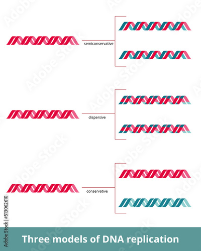Three models of DNA replication. Visualized models of DNA replication: semiconservative, dispersive, conservative, based on combination of produced daughter strands.