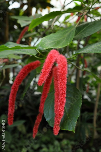 Acalypha hispida, the chenille plant. Red colored, furry flowers. Often cultivated as a house and garden plant.