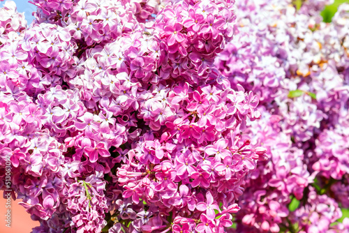 Branch of pink lilac, close up