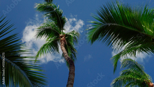 Palm branches against the blue sky , the nature of a tropical island, the bright sun on the seashore