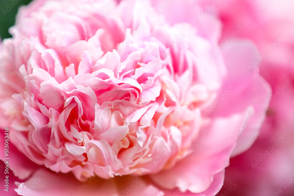 Light pink blooming peony flower, macro. Summer flowers. Soft focu