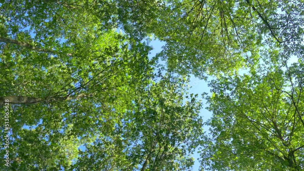 Tree tops with branches and green leaves on a background of blue sky. The wind sways the branches of trees in the forest. Tree tops with branches and green leaves on a background of blue sky. The wind sways the branches of trees in the forest.