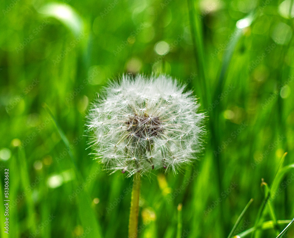 Fototapeta premium white fluffy dandelion on the background of variegated grasses. High quality photo