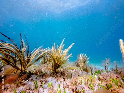 underwater view of coral reef in ocean
