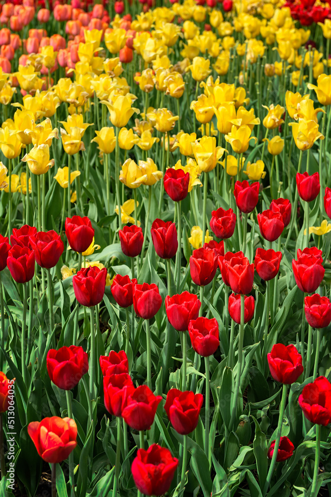 Vertical Flowering Bed of Tulips