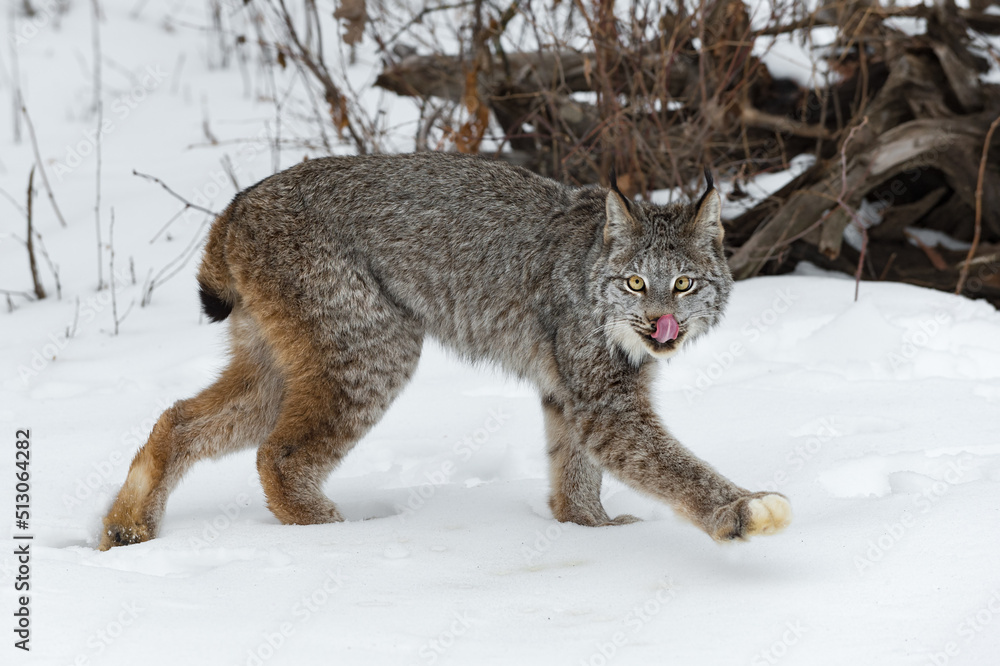 Canadian Lynx (Lynx canadensis) Looks Out Licking Nose and Walking Right Winter Canadian Lynx (Lynx canadensis) Looks Out Licking Nose and Walking Right Winter
