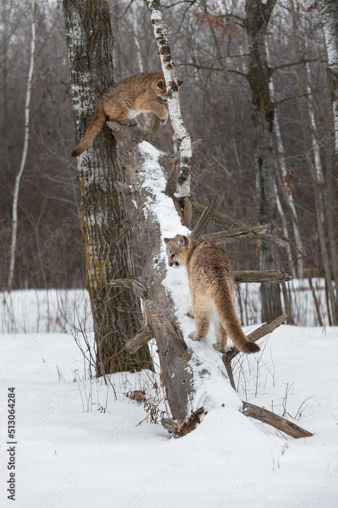 Fototapeta premium Female Cougars (Puma concolor) Play on Fallen Tree Trunk Winter