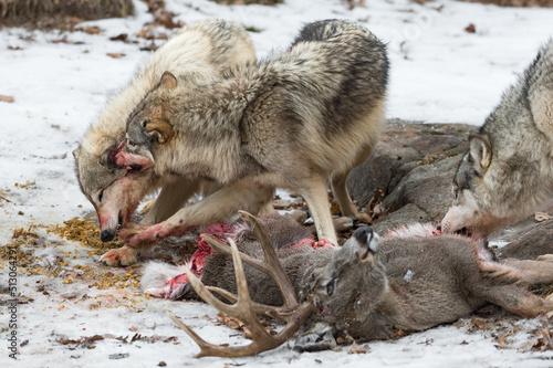 Grey Wolf (Canis lupus) Snaps at Packmate Over Deer Carcass Winter