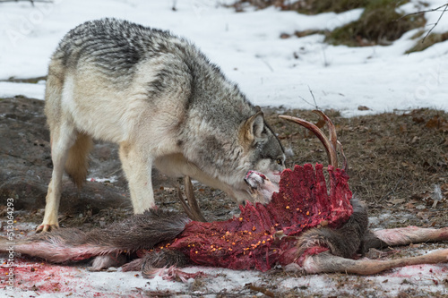 Grey Wolf (Canis lupus) Nose Down Behind Bloody Ribs of Deer Carcass Winter