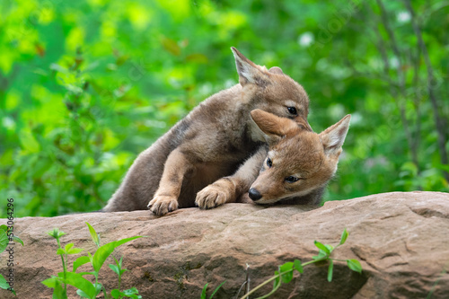 Coyote Pup (Canis latrans) Grabs at Sibling on Rock Summer © hkuchera