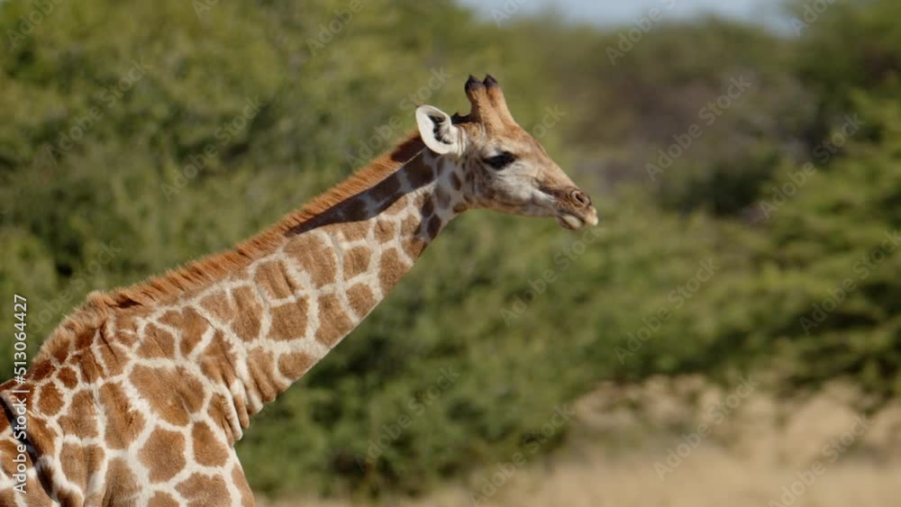 baby giraffe suckles mother in early morning light. Giraffe Giraffa in Kruger National Park, South Africa, Namibia. Amazing scene on safari watching wild animals. Concept of wildlife, nature, africa. baby giraffe suckles mother in early morning light. Giraffe Giraffa in Kruger National Park, South Africa, Namibia. Amazing scene on safari watching wild animals. Concept of wildlife, nature, africa.