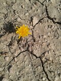 flower in the desert