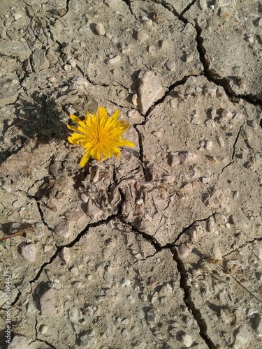 flower in the desert