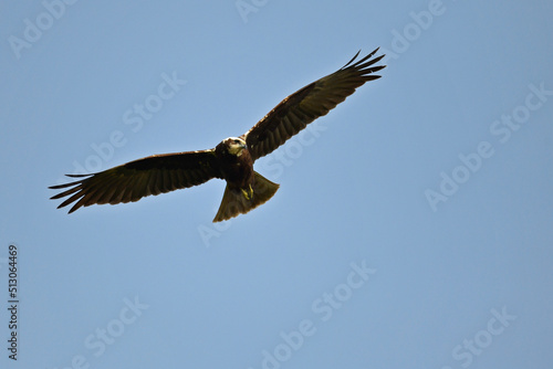 Rohrweihe    Western Marsh-Harrier  Circus aeruginosus  