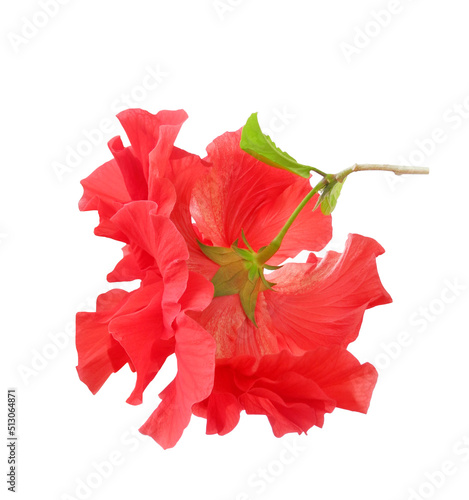 Hibiscus houseplant flower (China rose or Hawaiian hibiscus) rear view isolated on white background