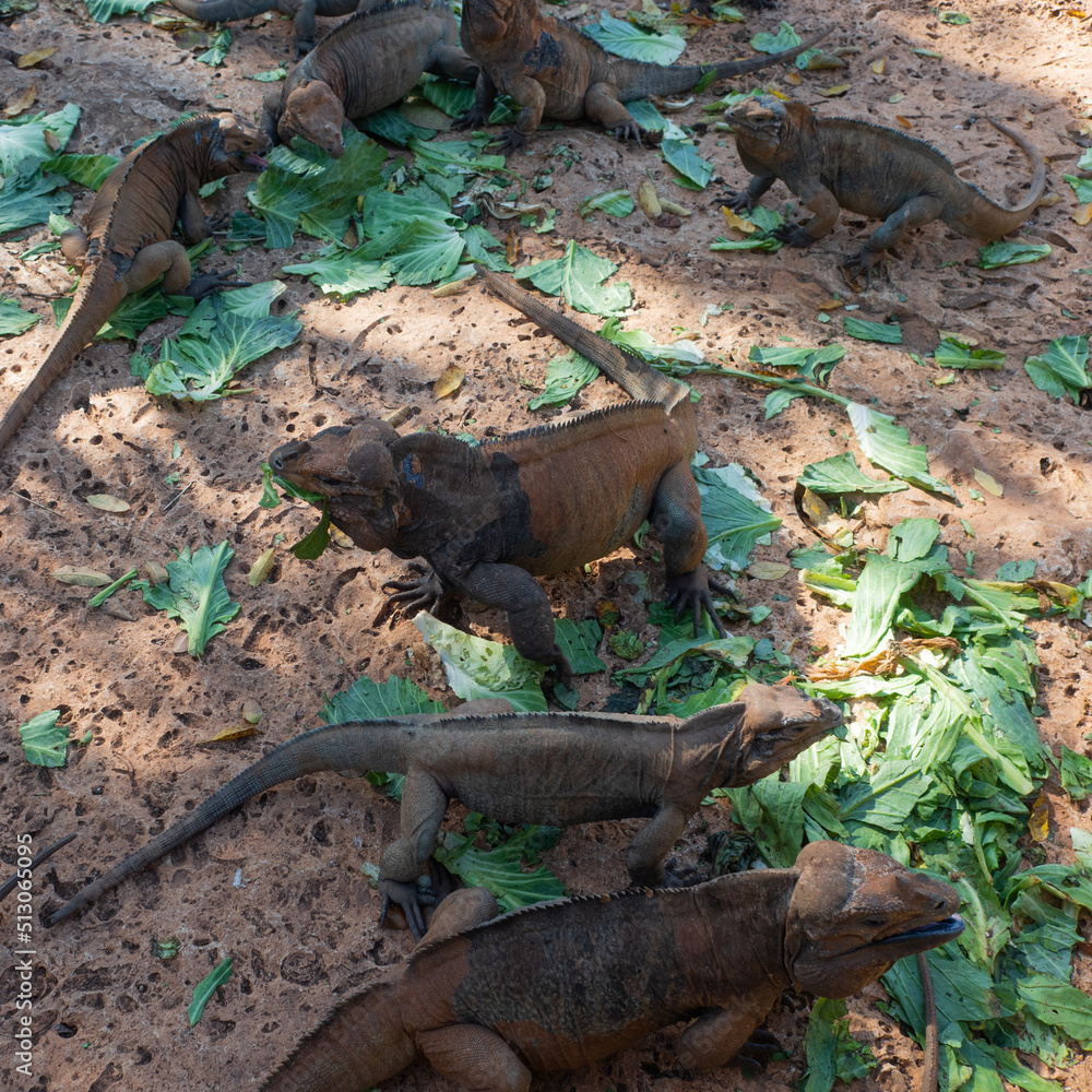 Brown iguanas in the wild, nature park. Lizard colony, close-up Brown iguanas in the wild, nature park. Lizard colony, close-up
