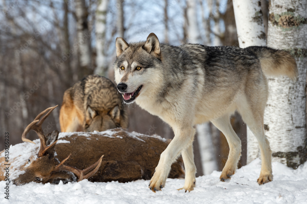 Fototapeta premium Grey Wolf (Canis lupus) Trots Past White-Tail Deer Carcass and Packmate Winter