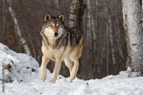 Grey Wolf (Canis lupus) Walks Between Snow Pile and Trees Winter