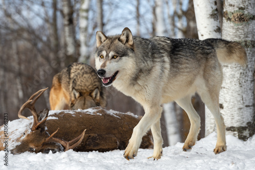 Grey Wolf (Canis lupus) Trots Past White-Tail Deer Carcass and Packmate Winter © hkuchera