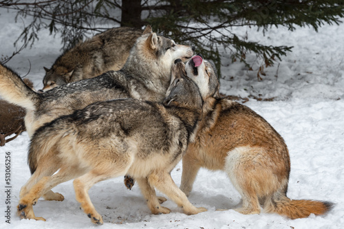 Grey Wolves (Canis lupus) Come Together Face Rubbing and Licking Winter