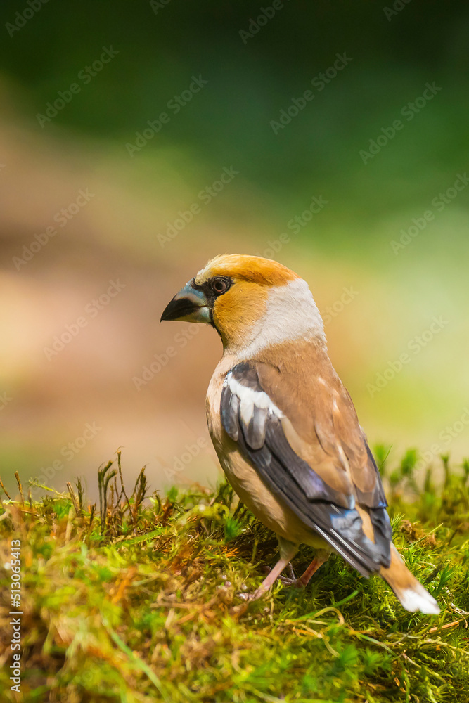 Closeup of a male hawfinch Coccothraustes coccothraustes songbird perched in a forest. Closeup of a male hawfinch Coccothraustes coccothraustes songbird perched in a forest.