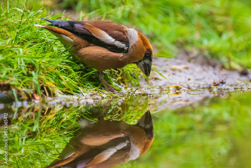 Closeup of a hawfinch male, Coccothraustes coccothraustes, songbird drinking wat Fototapet