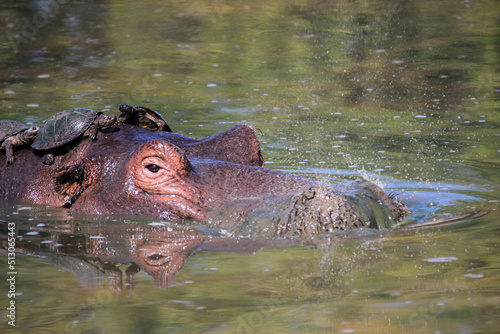 Hippopotamus with Serrated Hinged Terrapin on its back, Kruger National Park, South Africa photo