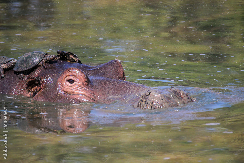 Hippopotamus with Serrated Hinged Terrapin on its back, Kruger National Park, South Africa Hippopotamus with Serrated Hinged Terrapin on its back, Kruger National Park, South Africa