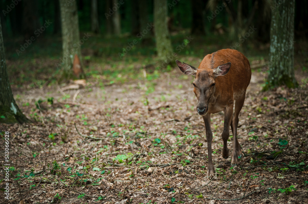 Roe deer on a green background in the forest Roe deer on a green background in the forest