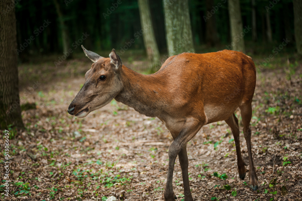 Roe deer on a green background in the forest Roe deer on a green background in the forest