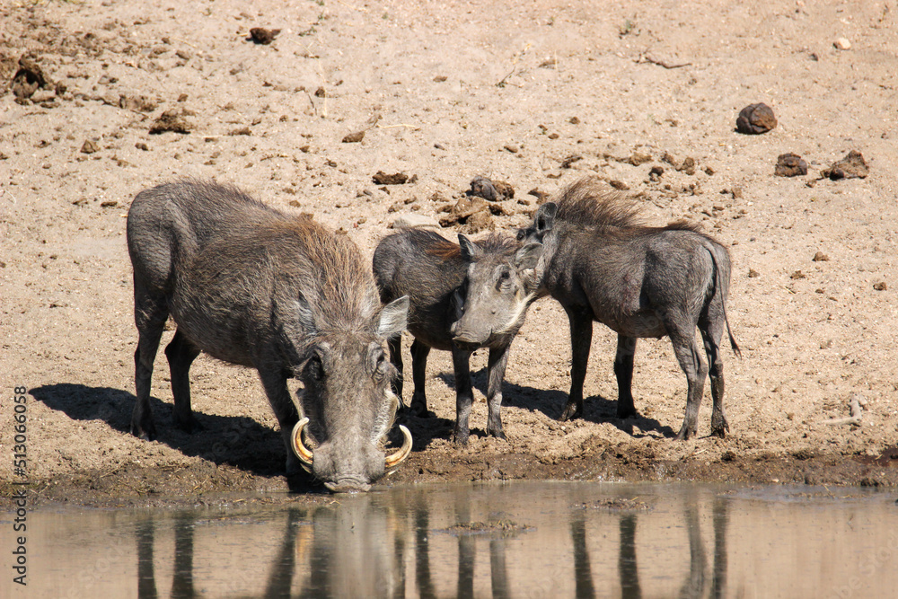 Warthog, Kruger National Park, South Africa Warthog, Kruger National Park, South Africa