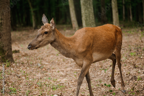 Roe deer on a green background in the forest