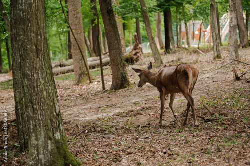 Roe deer on a green background in the forest