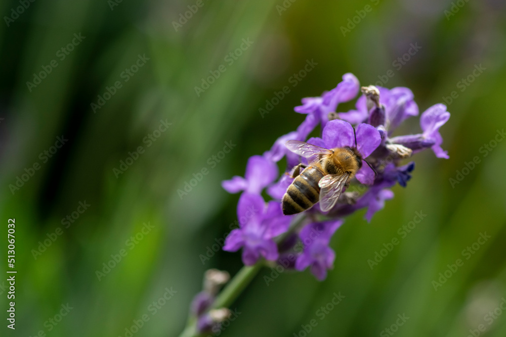 bee on a flower bee on a flower